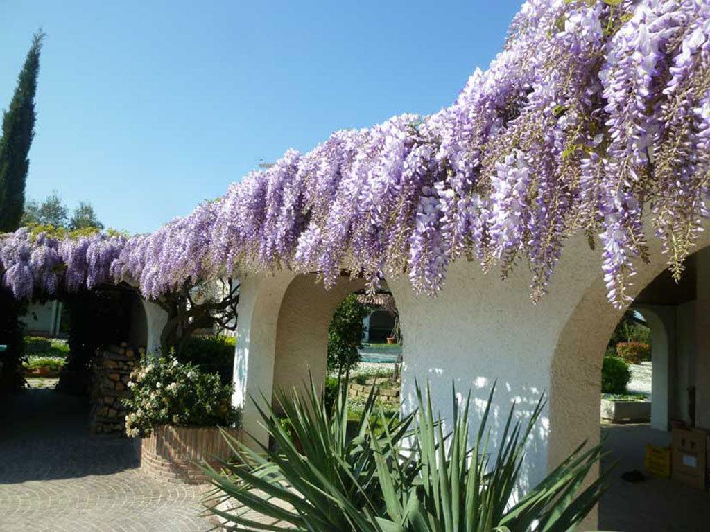 Villa Dolcevita San Costanzo Exteriör bild